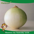 Suntoday vegetable F1 Organic garden compra en línea de semillas de cebolla morada roja proveedor de estante largo (81003)